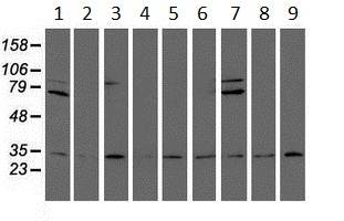 All lanes : Anti-Proteasome subunit alpha type 6 antibody [4C9] (ab128490) at 1/500 dilutionLane 1 : HepG2 cell extractLane 2 : HeLa cell extractLane 3 : SVT2 cell extractLane 4 : A549 cell extractLane 5 : COS7 cell extractLane 6 : Jurkat cell extractLane 7 : MDCK cell extractLane 8 : PC12 cell extractLane 9 : MCF7 cell extractLysates/proteins at 35 µg per lane.
