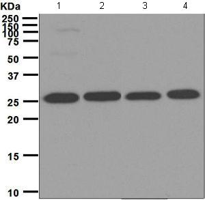 All lanes : Anti-Proteasome subunit alpha type 6 antibody [EPR5834] (ab124887) at 1/1000 dilutionLane 1 : 293T cell lysateLane 2 : HeLa cell lysateLane 3 : HepG2 cell lysateLane 4 : Jurkat cell lysateLysates/proteins at 10 µg per lane.SecondaryHRP labelled goat anti-rabbit at 1/2000 dilution