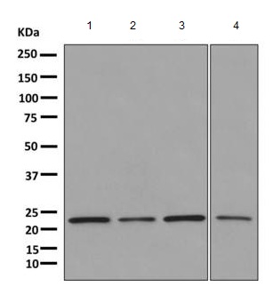 All lanes : Anti-Proteasome subunit beta type 2 antibody [EPR8826(2)(B)] (ab166628) at 1/1000 dilutionLane 1 : Jurkat cell lysateLane 2 : HepG2 cell lysateLane 3 : HeLa cell lysateLane 4 : LoVo cell lysateLysates/proteins at 10 µg per lane.