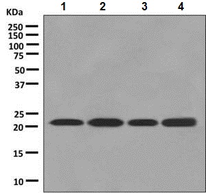 All lanes : Anti-Proteasome subunit beta type 2 antibody [EPR8827] (ab137108) at 1/1000 dilutionLane 1 : HeLa cell lysateLane 2 : HepG2 cell lysateLane 3 : Caco-2 cell lysateLane 4 : Jurkat cell lysateLysates/proteins at 10 µg per lane.SecondaryHRP-labelled Goat anti-Rabbit at 1/2000 dilution