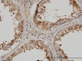 Proteasome subunit beta type 4 antibody (ab55628) used in immunohistochemistry at 3ug/ml on formalin fixed and paraffin embedded human testis.