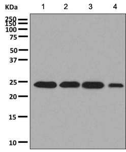 All lanes : Anti-Proteasome subunit beta type 4 antibody [EPR9396] (ab137067) at 1/1000 dilutionLane 1 : HeLa cell lysateLane 2 : 293T cell lysateLane 3 : HepG2 cell lysateLane 4 : A431 cell lysateLysates/proteins at 10 µg per lane.