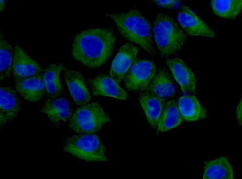 Immunofluorescent analysis of 4% paraformaldehyde-fixed HeLa cells labeling Protective protein/Cathepsin A (PPCA) with ab184553 at 1/250 dilution, followed by Goat anti-rabbit IgG (Alexa Fluor® 488) secondary antibody at 1/200 dilution. Counter stained with Dapi (blue).