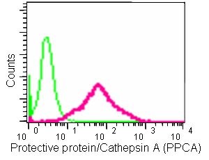 Flow cytometric analysis of 2% paraformaldehyde-fixed HeLa cells labeling Protective protein/Cathepsin A (PPCA) with ab184553 at 1/140 dilution (red) compared with a Rabbit monoclonal IgG isotype control (green), followed by Goat anti-rabbit IgG (FITC) secondary antibody at 1/150 dilution.