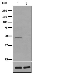 All lanes : Anti-Protein Kinase A regulatory subunit I alpha (phospho S83) antibody [EPMAYR1] (ab154851) at 1/1000 dilutionLane 1 : Rat heart lysate; untreatedLane 2 : Rat heart lysate; treated with alkaline phosphataseLysates/proteins at 10 µg per lane.