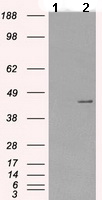 All lanes : Anti-Protein Kinase A regulatory subunit I alpha antibody [6C7] (ab118061) at 1/2000 dilutionLane 1 : HEK293T cell lysate, transfected with the pCMV6-ENTRY control cDNA Lane 2 : HEK293T cell lysate, transfected with pCMV6-ENTRY Protein Kinase A regulatory subunit I alpha cDNA Lysates/proteins at 5 µg per lane.