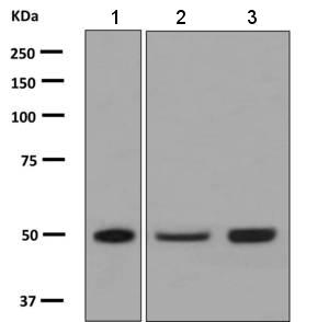 All lanes : Anti-Protein Kinase A regulatory subunit I alpha antibody [EPR8491] (ab139695) at 1/1000 dilutionLane 1 : Human fetal heart lysateLane 2 : 293T cell lysateLane 3 : U-87 MG cell lysateLysates/proteins at 10 µg per lane.SecondaryStandard HRP labelled goat anti-rabbit at 1/2000 dilutiondeveloped using the ECL technique