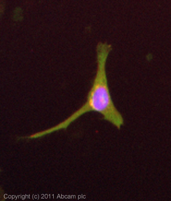ICC/IF image of ab7281 stained HeLa cells. The cells were 4% formaldehyde (10 min) and then incubated in 1%BSA / 10% normal goat serum / 0.3M glycine in 0.1% PBS-Tween for 1h to permeabilise the cells and block non-specific protein-protein interactions. The cells were then incubated with the antibody (ab7281, 5µg/ml) overnight at +4°C. The secondary antibody (green) was ab96899 Dylight 488 goat anti-rabbit IgG (H+L) used at a 1/250 dilution for 1h. Alexa Fluor® 594 WGA was used to label plasma membranes (red) at a 1/200 dilution for 1h. DAPI was used to stain the cell nuclei (blue) at a concentration of 1.43µM.