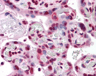 ab111084, at 5µg/ml, staining Protein phosphatase 1 inhibitor subunit 2 in formalin-fixed, paraffin-embedded Human placenta tissue by Immunohistochemistry.