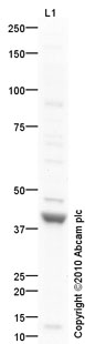 Anti-Proteinase Activated Receptor 3 antibody (ab66068) at 1 µg/ml + Human Platelet (Human adult normal cell line) Whole Cell Lysate at 10 µgSecondaryGoat Anti-Rabbit IgG H&L (HRP) preadsorbed (ab97080) at 1/5000 dilutiondeveloped using the ECL techniquePerformed under reducing conditions.