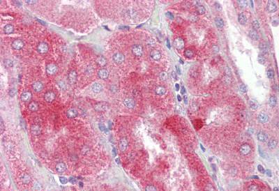 Immunohistochemical analysis of formalin fixed, paraffin-embedded Human kidney tissue labelling Protor-1 with ab133787 at 5 µg/ml. Primary incubation was followed by biotinylated Goat anti-Rabbit IgG secondary antibody, alkaline phosphatase-streptavidin and chromogen.