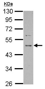 Anti-Protor-1 antibody (ab154684) at 1/1000 dilution + Raji whole cell lysate at 30 µg