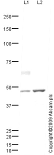 All lanes : Anti-Protor-1 antibody (ab80017) at 1 µg/mlLane 1 : Kidney (Human) Tissue Lysate - adult normal tissue (ab30203)Lane 2 : Liver (Human) Tissue Lysate - adult normal tissue (ab29889)Lysates/proteins at 10 µg per lane.SecondaryGoat polyclonal to Rabbit IgG - H&L - Pre-Adsorbed (HRP) at 1/3000 dilutiondeveloped using the ECL techniquePerformed under reducing conditions.