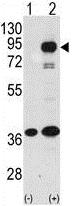 All lanes : Anti-PROX1 antibody - C-terminal (ab76696) at 1/50 dilutionLane 1 : 293 cell lysateLane 2 : PROX1 transfected 293 cell lysateLysates/proteins at 2 µg per lane.