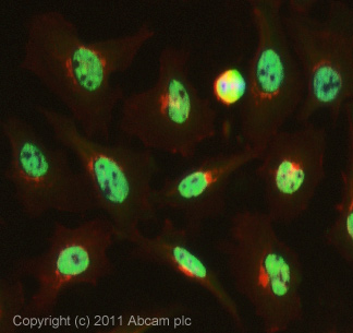 ICC/IF image of ab79237 stained HeLa cells. The cells were 100% methanol fixed (5 min) and then incubated in 1%BSA / 10% normal goat serum / 0.3M glycine in 0.1% PBS-Tween for 1h to permeabilise the cells and block non-specific protein-protein interactions. The cells were then incubated with the antibody (ab79237, 1µg/ml) overnight at +4°C. The secondary antibody (green) was ab96899, DyLight® 488 goat anti-rabbit IgG (H+L) used at a 1/250 dilution for 1h. Alexa Fluor® 594 WGA was used to label plasma membranes (red) at a 1/200 dilution for 1h. DAPI was used to stain the cell nuclei (blue) at a concentration of 1.43µM. This antibody also gave a positive result in 100% methanol fixed (5 min) Hek293, HepG2 and MCF7 cells at 1µg/ml, and in 4% PFA fixed (10 min) HeLa, Hek293, HepG2 and MCF7 cells at 1µg/ml.