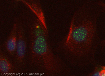 ICC/IF image of ab87433 stained MCF-7 cells. The cells were 100% Methanol fixed (5 min) and then incubated in 1%BSA / 10% normal Goat serum / 0.3M glycine in 0.1% PBS-Tween for 1h to permeabilise the cells and block non-specific protein-protein interactions. The cells were then incubated with the antibody (ab87433, 1µg/ml) overnight at +4°C. The secondary antibody (green) was Alexa Fluor® 488 Goat anti-Rabbit IgG (H+L) used at a 1/1000 dilution for 1h. Alexa Fluor® 594 WGA was used to label plasma membranes (red) at a 1/200 dilution for 1h. DAPI was used to stain the cell nuclei (blue) at a concentration of 1.43µM. This antibody also gave a positive result in 100% Methanol fixed (5 min) Hek293, and HepG2 cells at 1µg/ml.