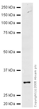 Anti-NQO1 antibody (ab34173) at 1 µg/ml + Human Kidney Whole Tissue Lysate at 20 µgSecondaryIRDye 680 Conjugated Goat Anti Rabbit IgG (H&L) at 1/15000 dilutionPerformed under reducing conditions.