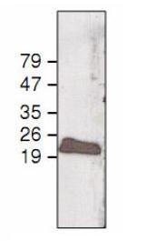 Anti-psaF antibody (ab65561) at 1/1000 dilution + Arabidopsis thaliana (At) chloroplast proteins