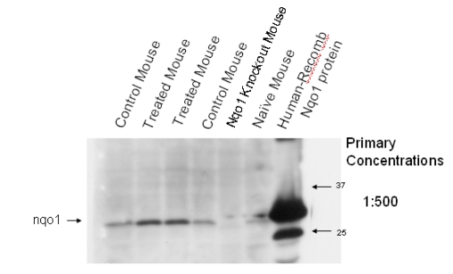 This image was kindly supplied as part of the review submitted by Lauren Aleksunes. Various mouse liver cytosol samples and human recombinant protein were run on the gel and then incubated with ab2346. 