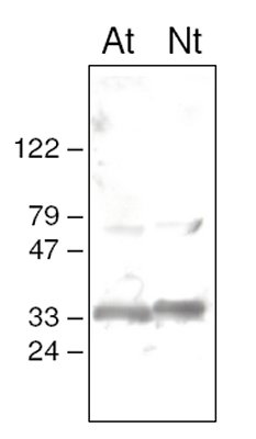 All lanes : Anti-psbO antibody (ab65563)Lane 1 : Arabidopsis thaliana chloroplast proteinsLane 2 : Nicotiana tabaccum chloroplast proteinsLysates/proteins at 25 µg per lane.SecondaryAnti-rabbit at 1/30000 dilution