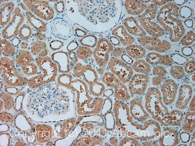 IHC image of ab56338 staining in human normal kidney formalin fixed paraffin embedded tissue section, performed on a Leica BondTM system using the standard protocol F. The section was pre-treated using heat mediated antigen retrieval with EDTA (pH9, epitope retrieval solution 2) for 20 mins. The section was then incubated with ab56338, 1µg/ml, for 15 mins at room temperature and detected using an HRP conjugated compact polymer system. DAB was used as the chromogen. The section was then counterstained with haematoxylin and mounted with DPX.For other IHC staining systems (automated and non-automated) customers should optimize variable parameters such as antigen retrieval conditions, primary antibody concentration and antibody incubation times.