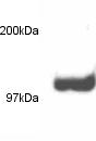  Western blot of PSD-93 on rat brain extract using ab2930. 