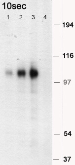 Lane 1 :  Anti-PSD95 antibody (ab12093) at 0.3 µg/mlLane 2 :  Anti-PSD95 antibody (ab12093) at 1 µg/mlLanes 3 - 4 :  Anti-PSD95 antibody (ab12093) at 3 µg/mlLane 1 : 10µg mouse brain extract/laneLane 2 : 10µg mouse brain extract/laneLane 3 : 10µg mouse brain extract/laneLane 4 : 10µg mouse brain extract/lane with Mouse PSD95 peptide (ab12419) at 1 µg/mlPerformed under reducing conditions.