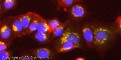ICC/IF image of ab64425 stained MCF7 cells. The cells were 100% methanol fixed (5 min) and then incubated in 1%BSA / 10% normal goat serum / 0.3M glycine in 0.1% PBS-Tween for 1h to permeabilise the cells and block non-specific protein-protein interactions. The cells were then incubated with the antibody (ab64425, 10µg/ml) overnight at +4°C. The secondary antibody (green) was ab96899 Dylight 488 goat anti-rabbit IgG (H+L) used at a 1/250 dilution for 1h. Alexa Fluor® 594 WGA was used to label plasma membranes (red) at a 1/200 dilution for 1h. DAPI was used to stain the cell nuclei (blue) at a concentration of 1.43µM.