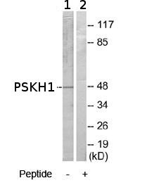 All lanes : Anti-PSKH1 antibody (ab69993) at 1/500 dilutionLane 1 : Extracts from A549 cells, minus immunising peptide Lane 2 : Extracts from A549 cells, plus immunising peptide at 5µgLysates/proteins at 5 µg per lane.