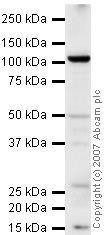 Anti-PSMA antibody (ab41034) at 1 µg/ml + LNCaP (human prostate carcinoma cell line) Whole Cell Lysate at 10 µgSecondaryGoat polyclonal to Rabbit IgG - H&L - Pre-Adsorbed (HRP) at 1/3000 dilutionPerformed under reducing conditions.
