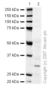 Lane 1 :  MarkerLane 2 :  Anti-NQO1 antibody [A180] (ab28947) at 1 µg/mlLane 1 : As aboveLane 2 : Kidney (Human) Tissue Lysate (ab7920) at 20 µgSecondaryLane 2 : IRDye 680 Conjugated Goat Anti-Mouse IgG (H+L) at 1/10000 dilution