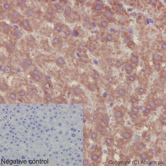 Immunohistochemical analysis of paraffin-embedded, mouse liver tissue labeling PSMA4 with ab191403 at a 1/2000 dilution (1μg/ml). Counter stained with hematoxylin. In the negative control PBS was used instead of primary antibody.
