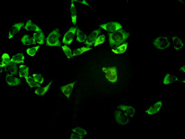 PSMA7 antibody (ab55626) used in immunofluorescence at 1-5ug/ml on HeLa cells.
