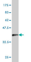 Western blot against tagged recombinant protein immunogen using ab56731 PSMD6 antibody at 1ug/ml.
