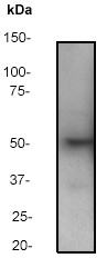 Anti-PTEN antibody [Y184] (ab32199) at 1/500 dilution + MCF7 cell lysate