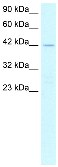 Anti-PTF1A antibody (ab26400) at 2.5 µg/ml (in 5% skim milk / PBS buffer) + Jurkat cell lysateSecondaryHRP conjugated anti-Rabbit IgG at 1/50000 - 1/100000 dilution.