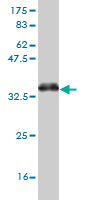 Western blot against tagged recombinant protein immunogen using ab57257 PTF1A antibody at 1ug/ml.