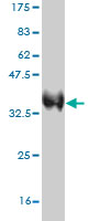Western blot against tagged recombinant protein immunogen using ab57256 PTF1A antibody at 1ug/ml.