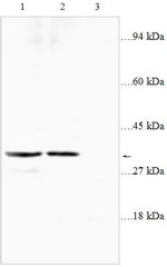 All lanes : Anti-PTGER3 antibody (ab117998) at 1/2000 dilutionLane 1 : SGC cell lysate at 70 µgLane 2 : ECL cell lysate at 75 µgLane 3 : Jurkat cell lysate at 70 µg