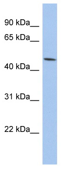Anti-PTGER3 antibody (ab94496) at 1 µg/ml + HT1080 cell lysate at 10 µgSecondaryHRP conjugated anti-Rabbit IgG at 1/50000 dilution