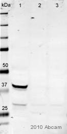 All lanes : Anti-PTGER3 antibody [5F5] (ab16152) at 1/500 dilutionLane 1 : Pig heart whole tissue lysate at 10 µgLane 2 : Pig brain whole tissue lysateLane 3 : Pig Kidney whole tissue lysateSecondaryIRDye®700DX Goat polyclonal to mouse IgG at 1/20000 dilution