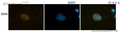 ab2614 staining PTIP in mouse embryonic fibroblasts by ICC/IF (Immunocytochemistry/immunofluorescence). Cells were fixed with paraformaldehyde, permeabilized with Triton X-100 in PBS and blocked with 20% serum for 1 hour at 22°C. Samples were incubated with primary antibody (1/300) for 18 hours at 4°C. An Cy3®-conjugated goat anti-rabbit IgG polyclonal (1/200) was used as the secondary antibody.See Abreview