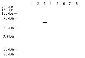 All lanes : Anti-PTP gamma antibody (ab12555) at 1 µg/mlLane 1 : 0.1µg GLEPP1 (PTP RO)Lane 2 : 0.1µg SAP1 (PTP RH)Lane 3 : 0.1µg PTP gamma (PTP RG)Lane 4 : 0.1µg PTP beta (PTP B)Lane 5 : 0.1µg DEP1 (PTP RJ)Lane 6 : 0.1µg PTP kappa (PTP RK)Lane 7 : 0.1µg PCPTP1 (PTP RR)Lane 8 : 0.1µg LAR (PTP RF)Performed under reducing conditions.