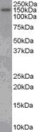 Anti-PTP rho antibody (ab23936) at 1.5 µg/mlPerformed under reducing conditions.