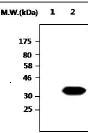 All lanes : Anti-PTP rho antibody [AFT20] (ab75521) at 1/2000 dilutionLane 1 : Bosc23 cell lysateLane 2 : Bosc23 cell lysate transfected with Myc/His/R PTP rho (887 - 1169 aa)