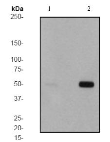 All lanes : Anti-PTP1B (phospho S352) antibody [EP1839Y] (ab62330) at 1/5000 dilutionLane 1 : Hela cell lysates (untreated)Lane 2 : Hela cell lysates (treated with Calyculin A)Lysates/proteins at 10 µg per lane.SecondaryGoat anti-Rabbit HRP conjugated at 1/2000 dilution