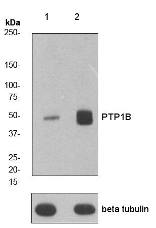 All lanes : Anti-PTP1B (phospho S378) antibody [EP1840Y] (ab76239) at 1/1000000 dilutionLane 1 : HeLa cell lysates - untreatedLane 2 : HeLa cell lysates - treated with calyculin ALysates/proteins at 10 µg per lane.Secondarygoat anti-rabbit HRP at 1/1000 dilution