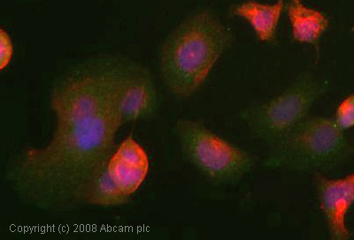ICC/IF image of ab2009 stained human MCF7 cells. The cells were 4% PFA fixed (10 min), permabilised in 0.1% PBS-Tween (20 min) and incubated with the antibody (ab2009, 5µg/ml) for 1h at room temperature. 1%BSA / 10% normal goat serum / 0.3M glycine was used to block non-specific protein-protein interactions. The secondary antibody (green) was Alexa Fluor® 488 goat anti-rabbit IgG (H+L) used at a 1/1000 dilution for 1h. Alexa Fluor® 594 WGA was used to label plasma membranes (red). DAPI was used to stain the cell nuclei (blue).