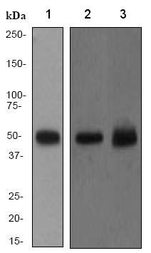 All lanes : Anti-PTP1B antibody [EP1841Y] (ab75856) at 1/2000 dilutionLane 1 : HeLa cell lysateLane 2 : HepG2 cell lysateLane 3 : Jurkat cell lysateLysates/proteins at 10 µg per lane.SecondaryGoat anti-rabbit HRP at 1/1000 dilution