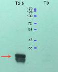 All lanes : Anti-PTP4A3 antibody (ab26947) at 1/5000 dilutionLane 1 : (T2.5) IPTG induction of the recombinant protein expression for 2.5 hours.Lane 2 : (T0) before IPTG induction of the protein expression